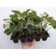  Wild strawberries Patrycja seedling in container 0.5-1l 8-12 cm