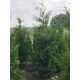  Thuja Brabant seedling premium quality 220cm cheap from the manufacturer PROMOTION!