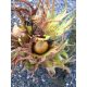  TURKISH hazel – new fruit in the garden, honey-producing, shapely tree