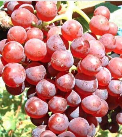 Vine V68-021 40-60 cm