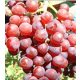  Vine V68-021 40-60 cm