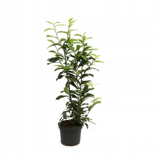  Cherry laurel Prunus laurocerasus Genolia HIGH 60–80 cm hedge