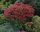  Sedum AUTUMN JOY TALL LARGE 2L