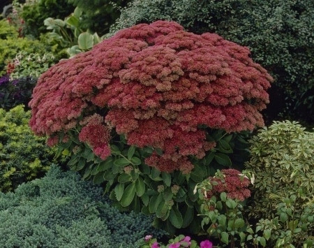  Sedum AUTUMN JOY TALL LARGE 2L