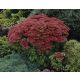  Sedum AUTUMN JOY TALL LARGE 2L