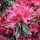  Rhododendrons and azaleas red, purple, multicolored, pink seedling in container 0.5-1l 15-25 cm