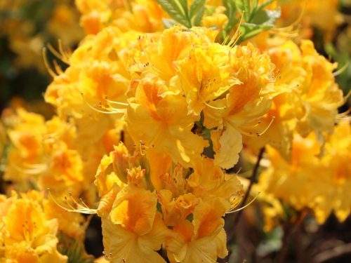  Rhododendron and azalea seedlings in a container 0.5-1l 20-30 cm