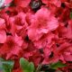  Rhododendrons and azaleas red, colorful, pink seedlings in container 0.5-1l 15-25 cm