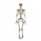  SKELETOR DECORATION SKELETON HALLOWEEN 90 CM