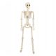  HUMAN SKELETON SKELETOR SKULL HALLOWEEN DECORATION 93CM