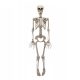 SKELETOR DECORATION SKELETON HALLOWEEN 90 CM