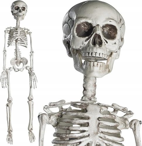  complete Halloween skeleton with movable joints, 76CM