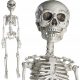  complete Halloween skeleton with movable joints, 76CM