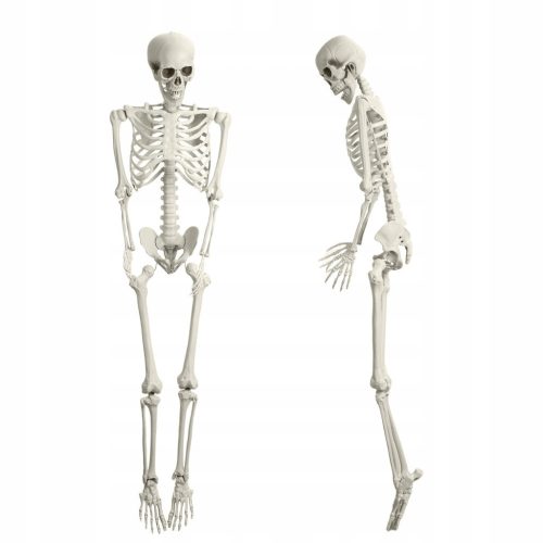  165cm Skeleton Simulation Prop, Movable Human Bone Skeleton, Halloween Decoration