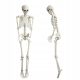  165cm Skeleton Simulation Prop, Movable Human Bone Skeleton, Halloween Decoration