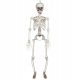  HANGING DECORATION SKELETON 91 CM HALLOWEEN skeleton