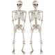  2 x Hanging Skeletons 35cm Skeleton Set Ornament Halloween Decoration