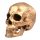  1PC Skull Action Figure Halloween Skull Prop