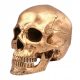  1PC Skull Action Figure Halloween Skull Prop