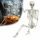  HANGING SKELETON BONE 170CM HALLOWEEN CUBE