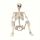  Lifelike 5.4 foot tall Halloween skeleton - realistic plastic covering the entire body