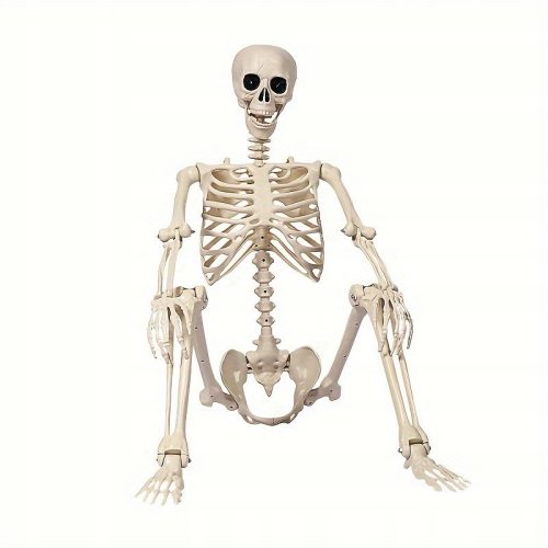  Lifelike 5.4 foot tall Halloween skeleton - realistic plastic covering the entire body