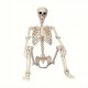  Lifelike 5.4 foot tall Halloween skeleton - realistic plastic covering the entire body