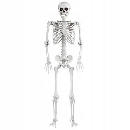  SKELETON BONE BODY 165 cm HALLOWEEN DECORATION