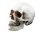  Life-size 1:1 replica of a human skull made of synthetic resin