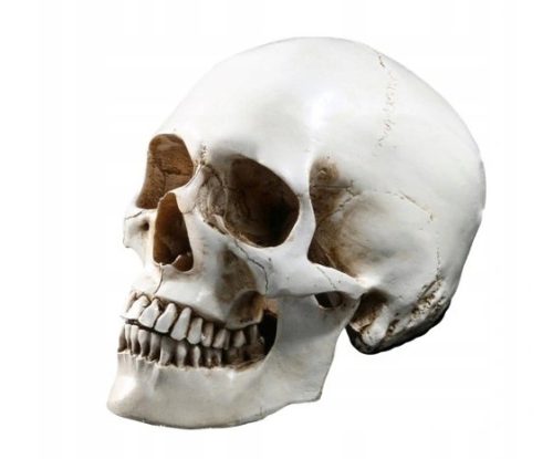  Life-size 1:1 replica of a human skull made of synthetic resin