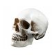  Life-size 1:1 replica of a human skull made of synthetic resin