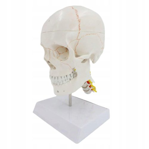  Skull Model Removable Study Model Skeleton