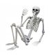  HUMAN SKELETON HALLOWEEN BONE MODEL 90CM