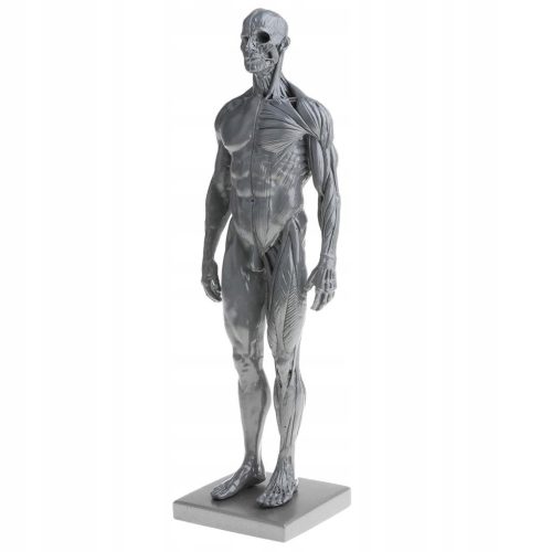  11 inch male muscle and skeleton anatomical study kit,