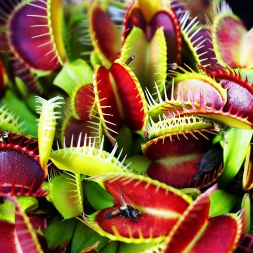  RED GREEN Venus flytrap seedling in 0.5 liter container