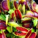  RED GREEN Venus flytrap seedling in 0.5 liter container