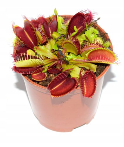  Red-green Venus flytrap seedling in a 0.5l container