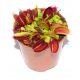  Red-green Venus flytrap seedling in a 0.5l container