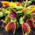  Flycatcher, insectivorous plant, size XXXL GIANT