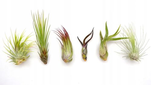  TILLANDSIA, TABBED X 6 PIECES, FOR STARTERS! Air plant