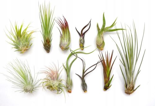  TILLANDSIA, TABBED X 11 PIECES, FOR STARTERS! Air plant