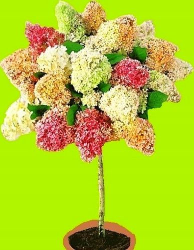  White, red, colorful, pink hydrangeas, seedling in 2-3l container, 60-130 cm