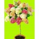  White, red, colorful, pink hydrangeas, seedling in 2-3l container, 60-130 cm