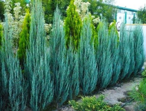  Rock Juniper BLUE ARROW, columnar, BEAUTIFUL BLUE HEDGE