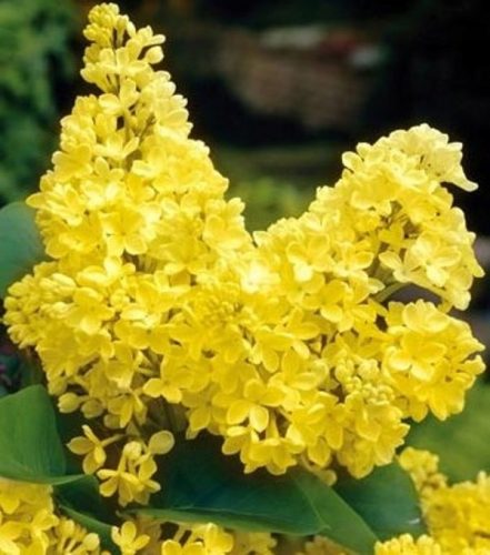  A UNIQUE YELLOW PRIME LILAC WITH A LONG FLOWERING PERIOD