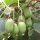  MINI KIWI dr Szymanowski ACTINIDIA Self-pollinating plant