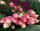  White, colorful, pink hydrangeas, seedling in 3-5l container, 130-150 cm