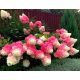  White, colorful, pink hydrangeas, seedling in 3-5l container, 130-150 cm