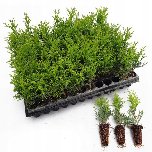  THUJA EMERALD SEEDINGS MULTIPLATE 100 pieces MANUFACTURER