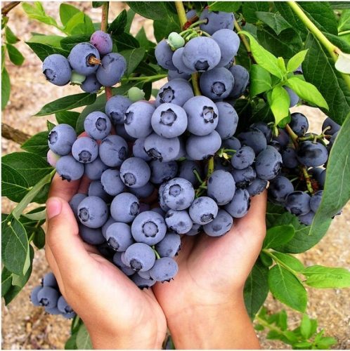  Hannah's Choice blueberries and blueberry seedlings in 1-2l container, 15-20 cm